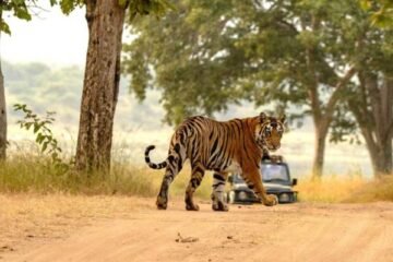 Golden Triangle Tour with Ranthambore