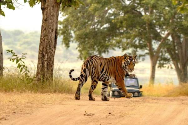 Golden Triangle Tour with Ranthambore
